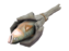 Holy Mackerel