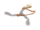 Wingstick