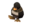 Tux