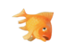 Goldfish