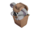 Koala Compact