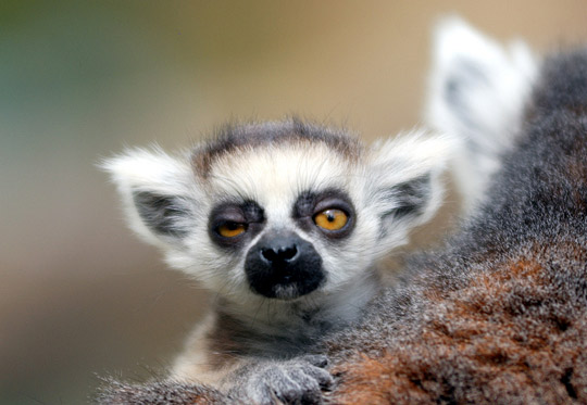File:User Gogun133 lemur.jpg