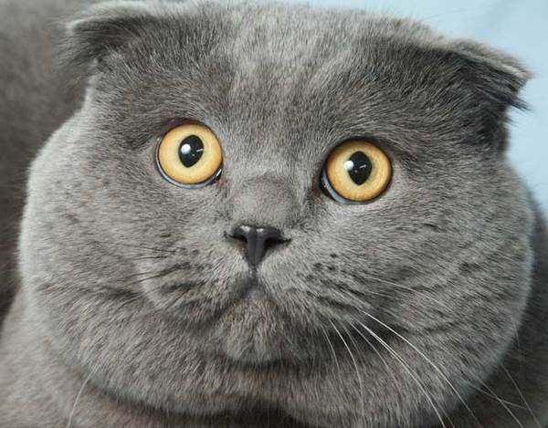 File:User =1Alan1= Profile Fat cat.jpg