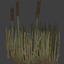 Reeds.jpg