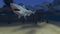 Sharkbay Sharks.png