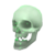 Pickup Skull.png