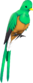 Painted Quizzical Quetzal B88035.png