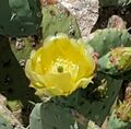User Mikado282 Cactus blossom 01.jpg