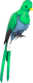 Painted Quizzical Quetzal 5885A2.png