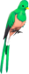 Painted Quizzical Quetzal E9967A.png