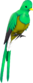 Painted Quizzical Quetzal 808000.png